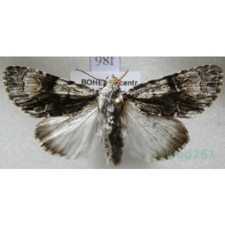 Acronicta alni (Linnaeus, 1767) Wieczernica olszówka Czech98f